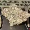 White Rabbit - Buds