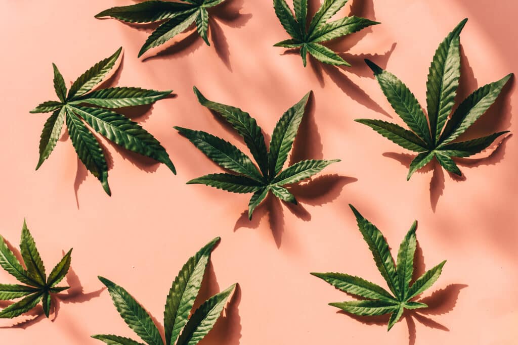 Sativa_Cannabis_Strains-NYC